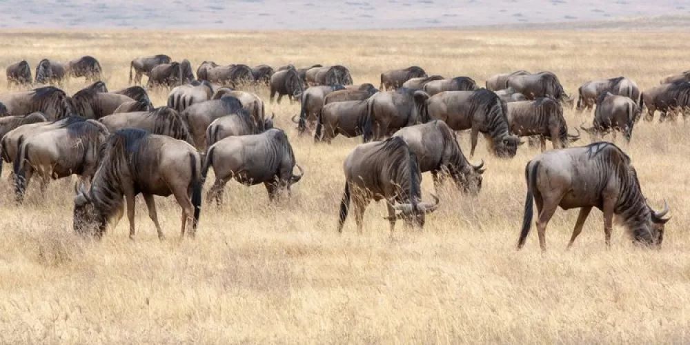 Why Serengeti Park Tanzania