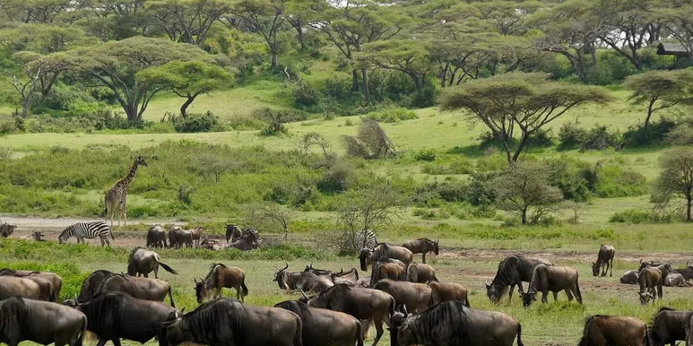 Tanzania Wildbeest Migration