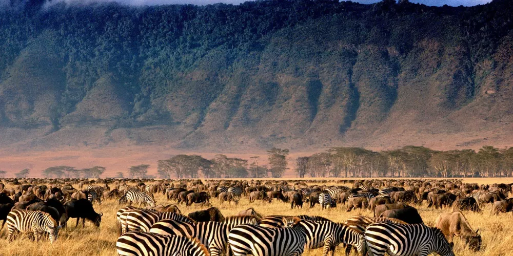 What would you have when you visit Ngorongoro safaris