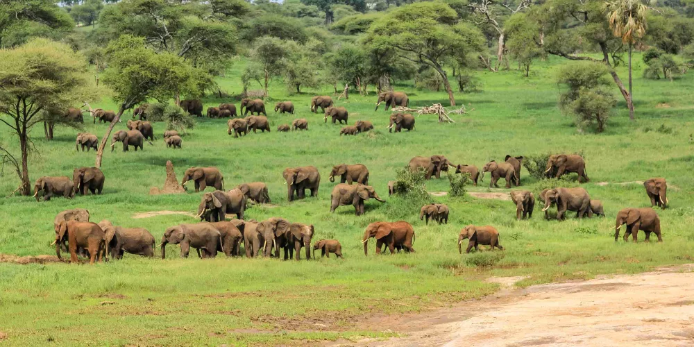 How to Get Ready for a Tour of Tanzania