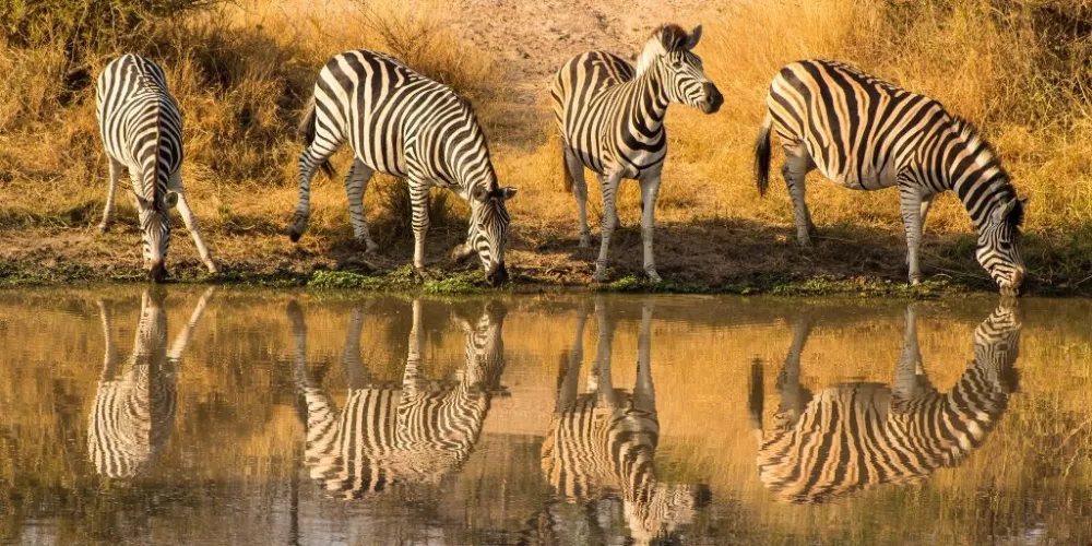 What to consider when planning a luxury safari in Tanzania