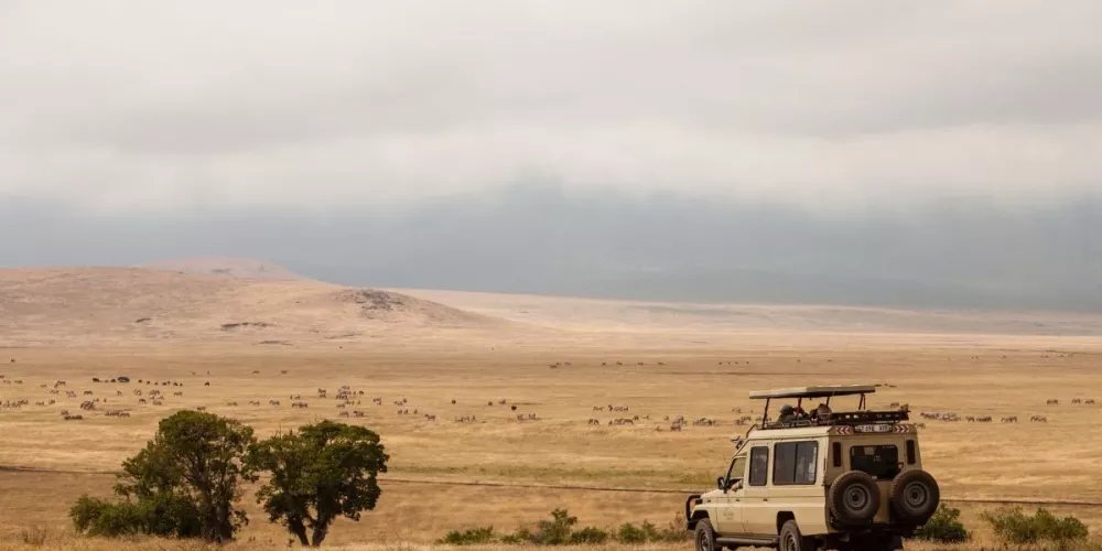 Which Parks are the Best for Tanzania Safari