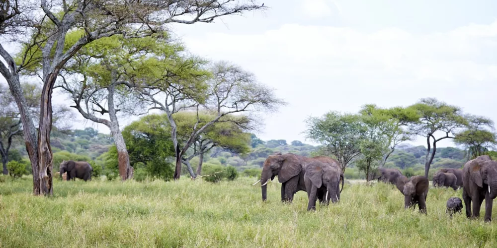 What Vaccinations Do You Need for Tanzania?