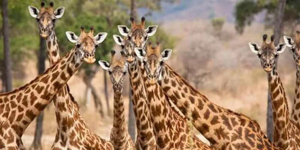 What Vaccinations Do You Need for Tanzania?