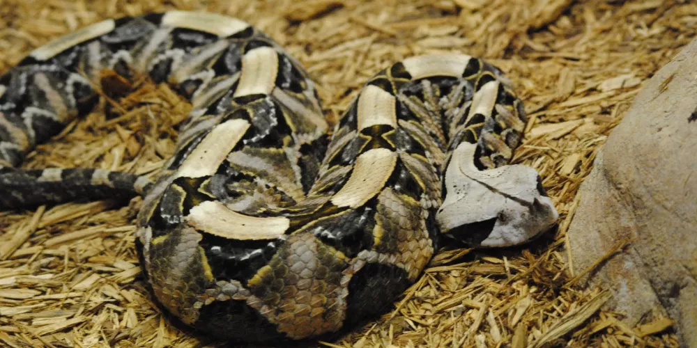 Meserani Snake Park