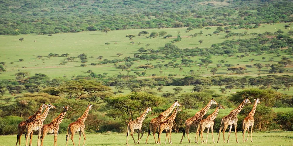 What are Fauna and Flora in Tanzania