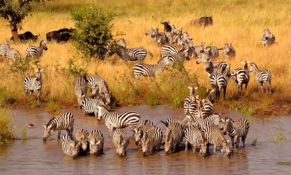 Tanzania Safaris