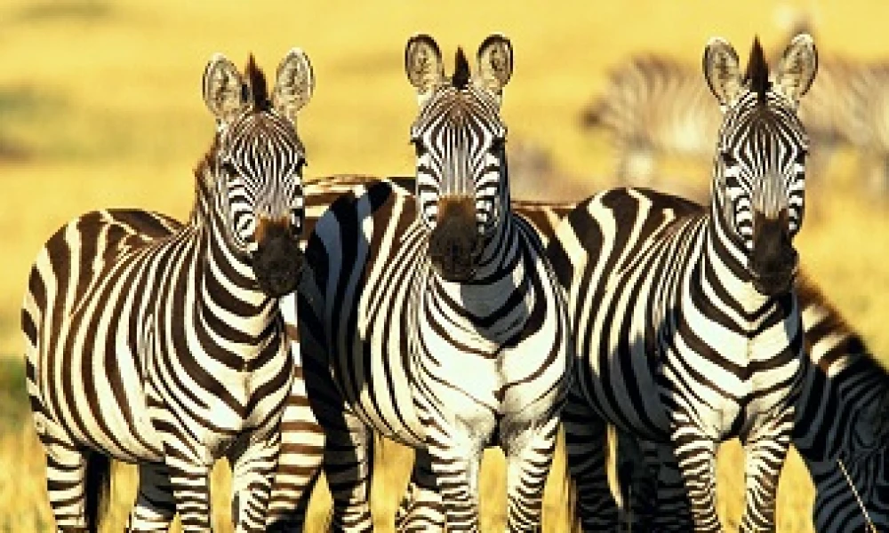 zebras