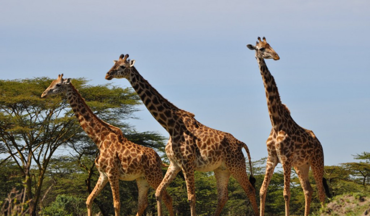 Arusha National Park