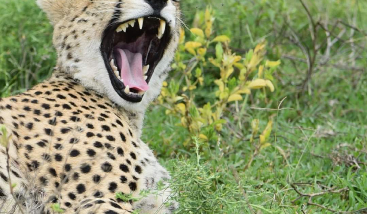 Why Choose Nathanafricansafari?