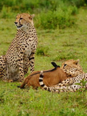 Tanzania serengeti safaris