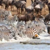 Great Mara River Crossing Migration Safaris