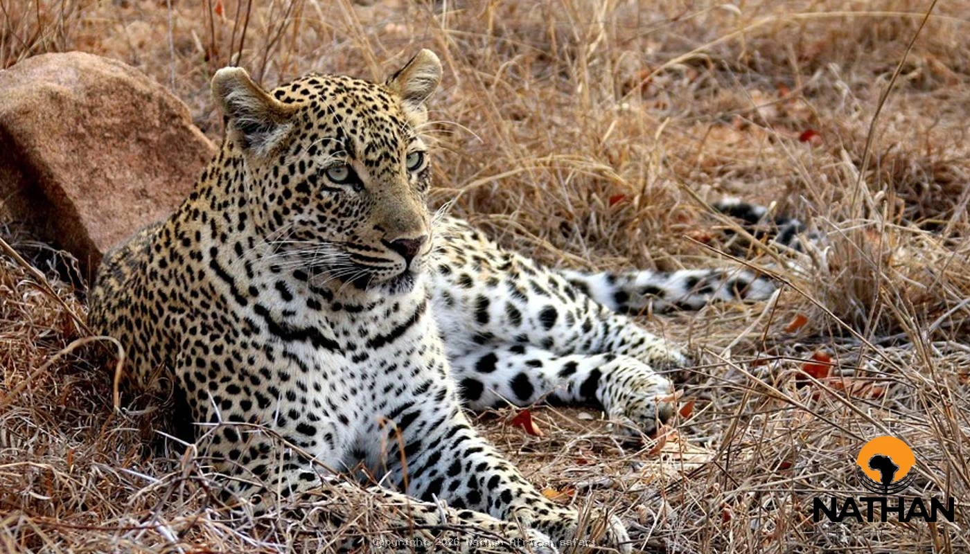 Tarangire & Ngorongoro Big Five Safari