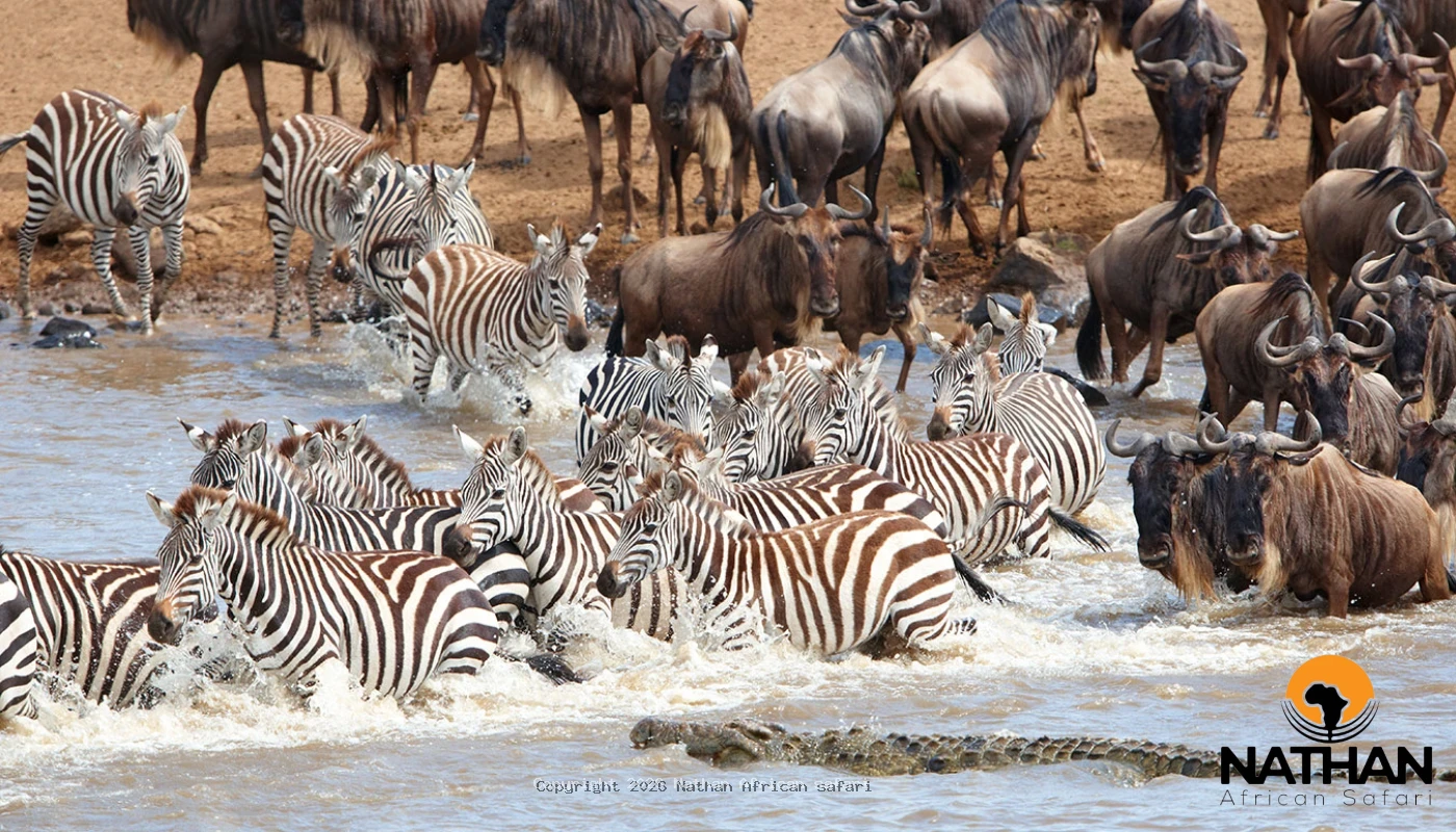Great Mara River Crossing Migration Safaris