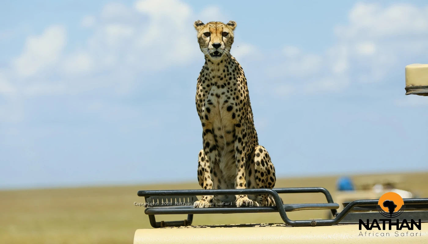 Midrange Serengeti & Ngorongoro Safari