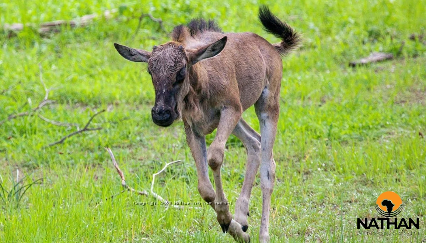 Northen Tanzania Big Five & Calving Season Great Migration Safari